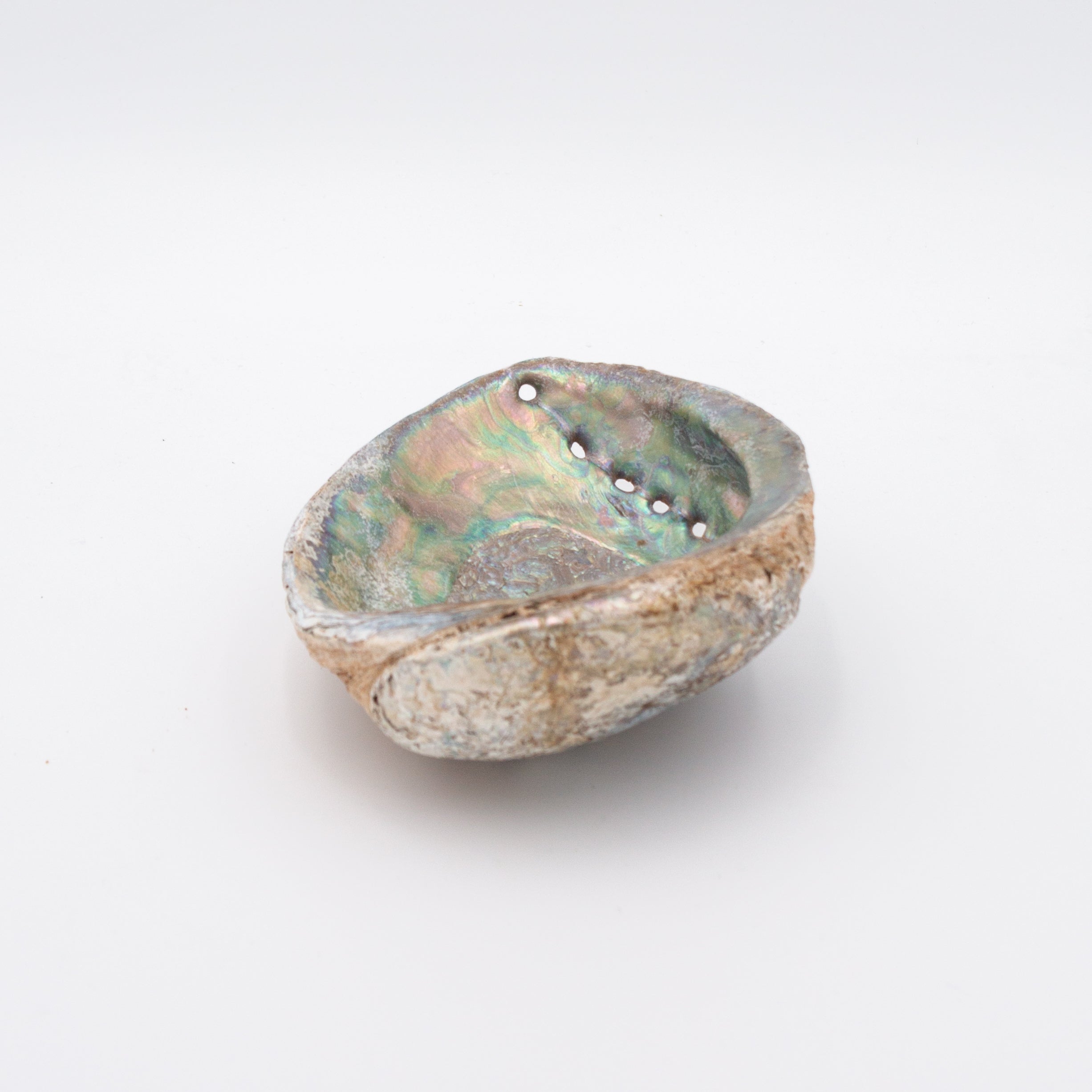 Abalone Shells