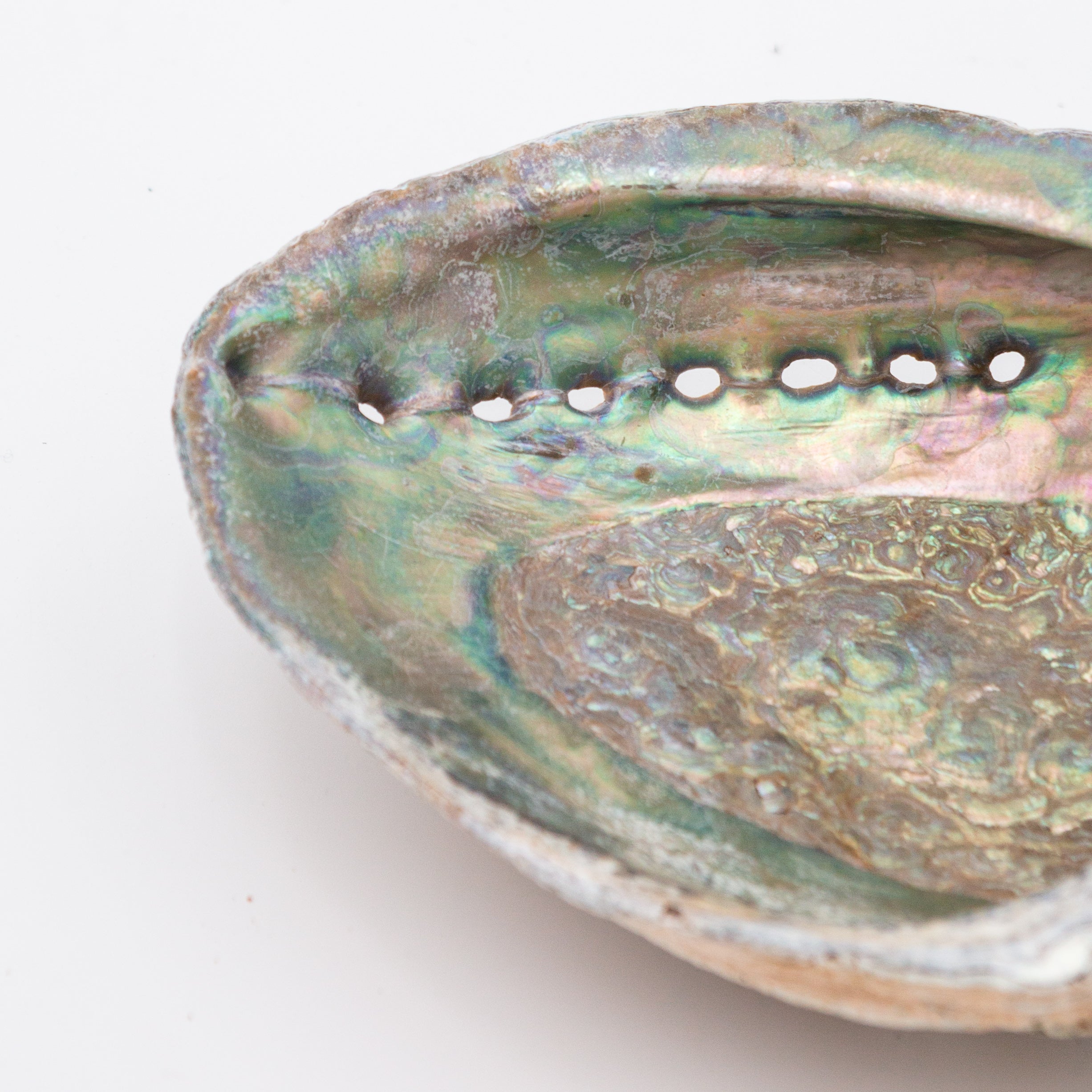 Abalone Shells