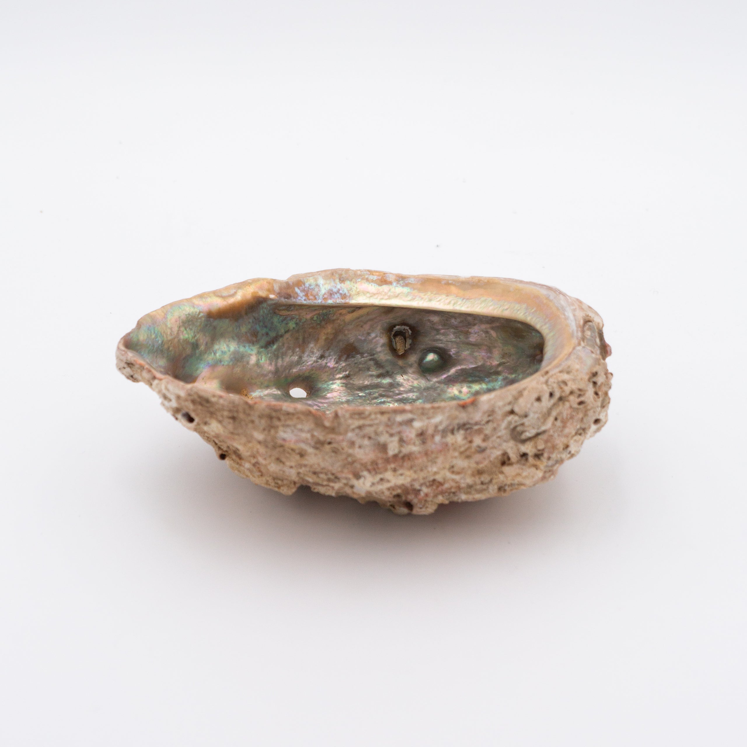 Abalone Shells