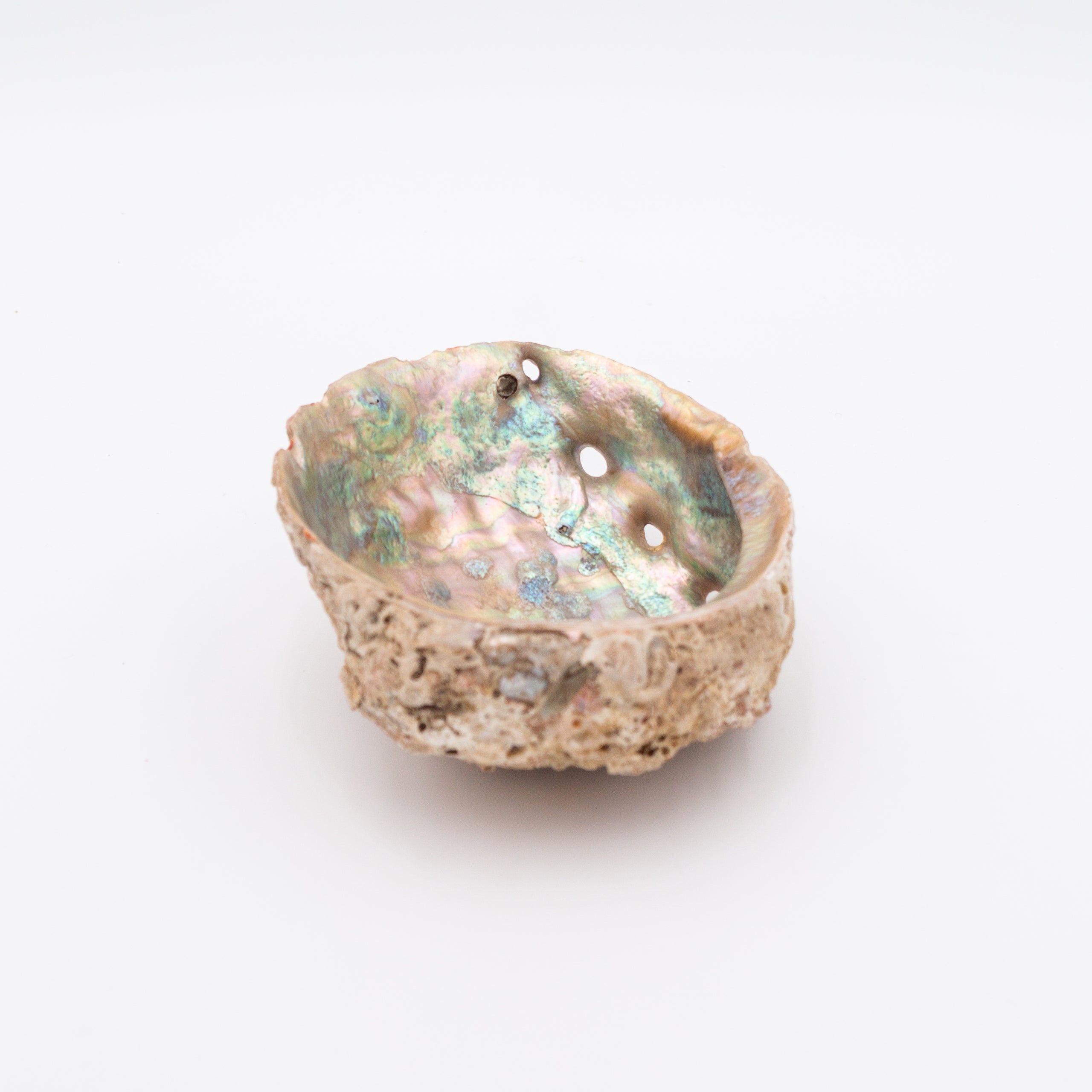 Abalone Shells