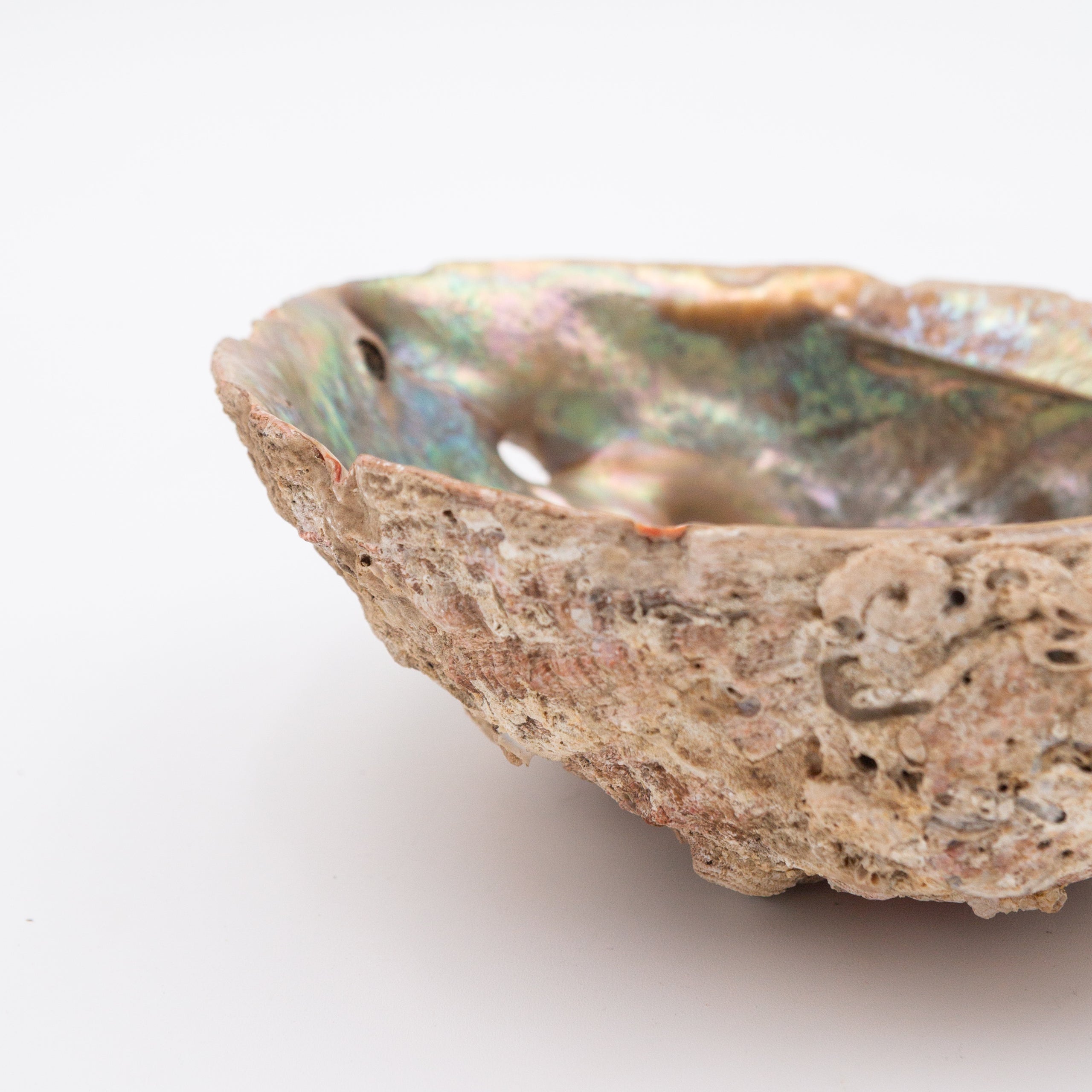 Abalone Shells
