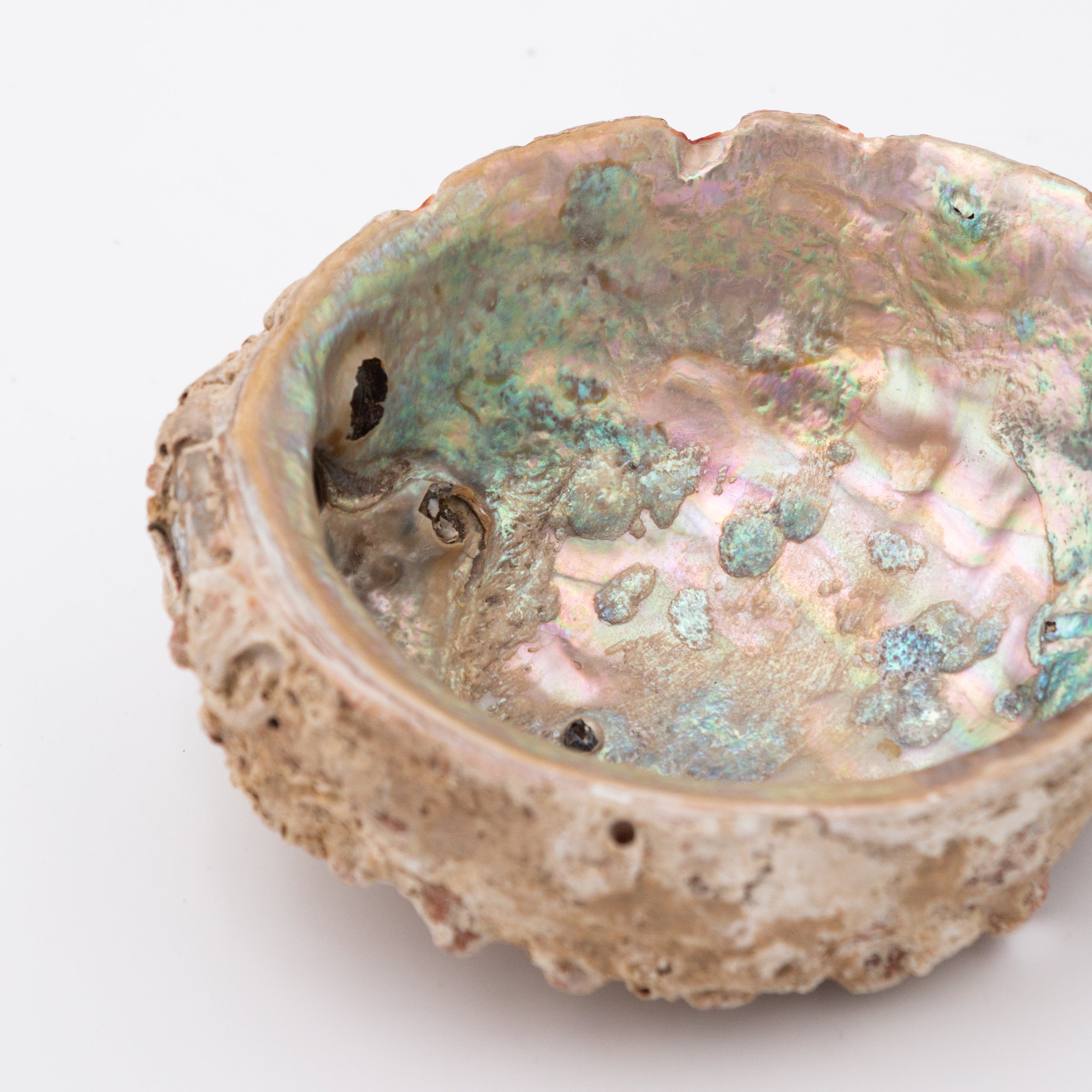 Abalone Shells