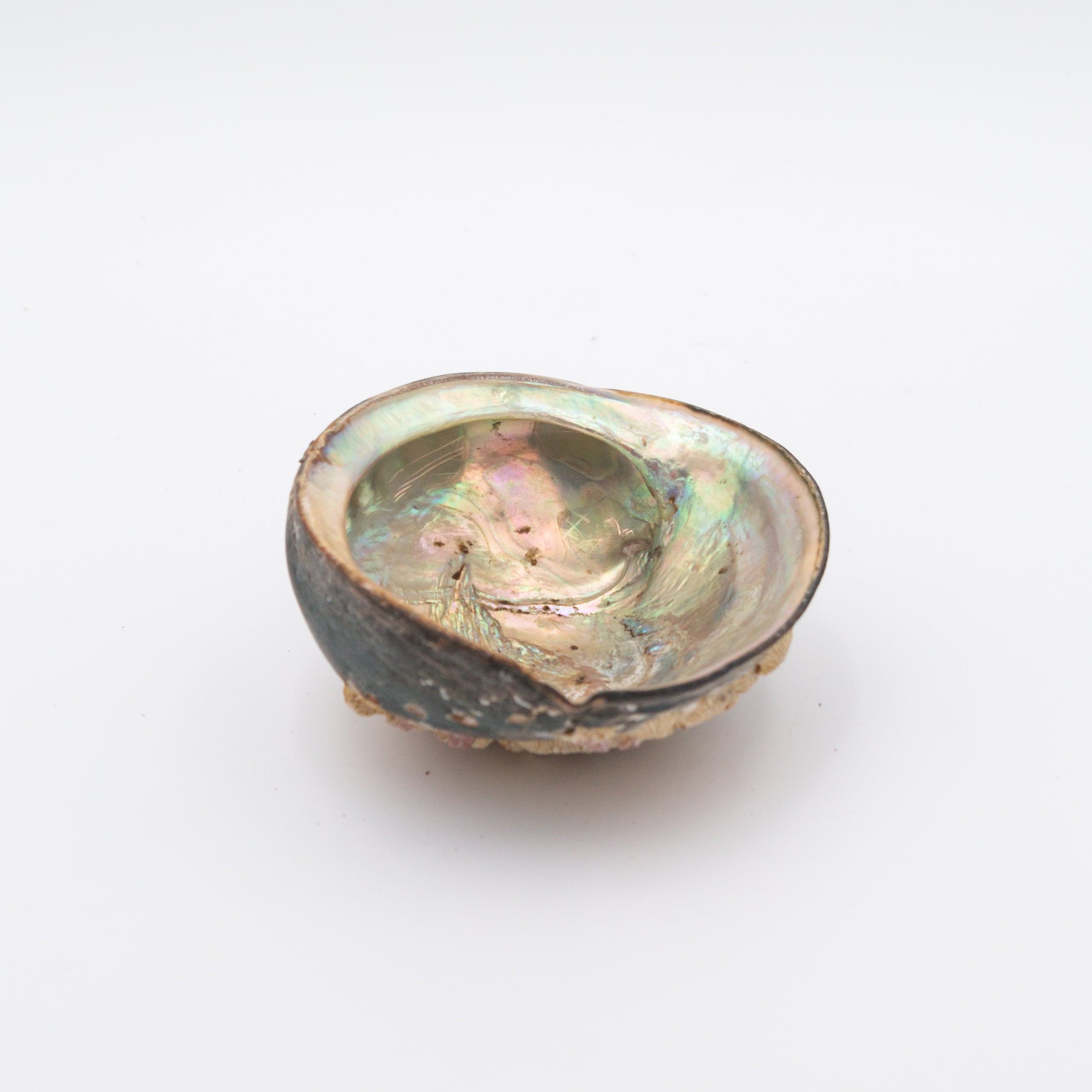 Abalone Shells