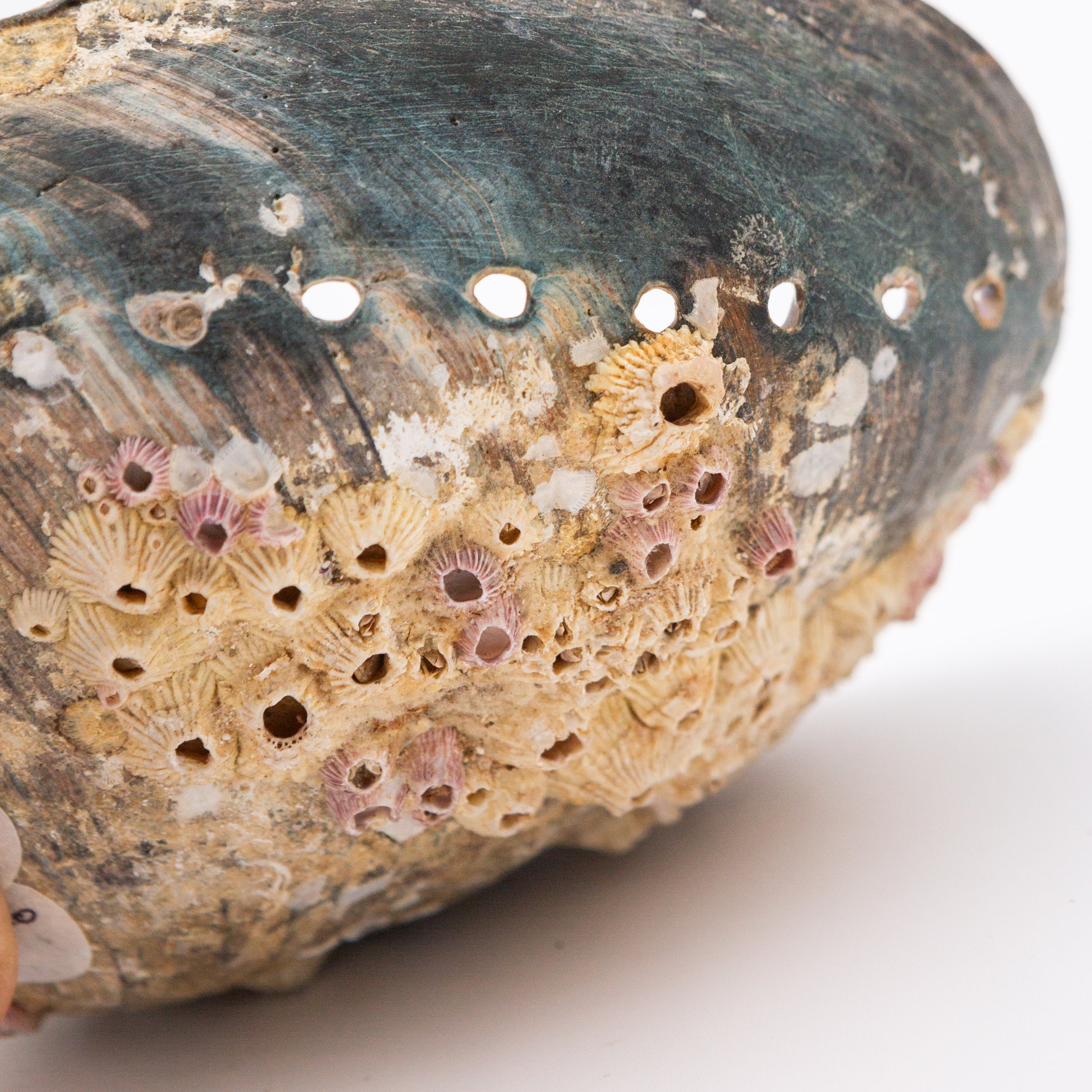 Abalone Shells