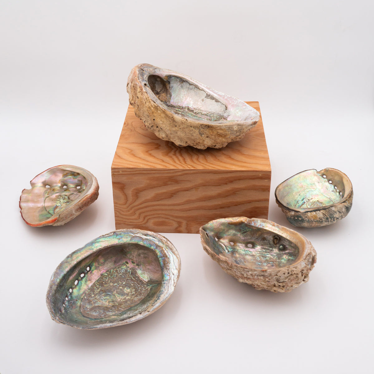 Abalone Shells