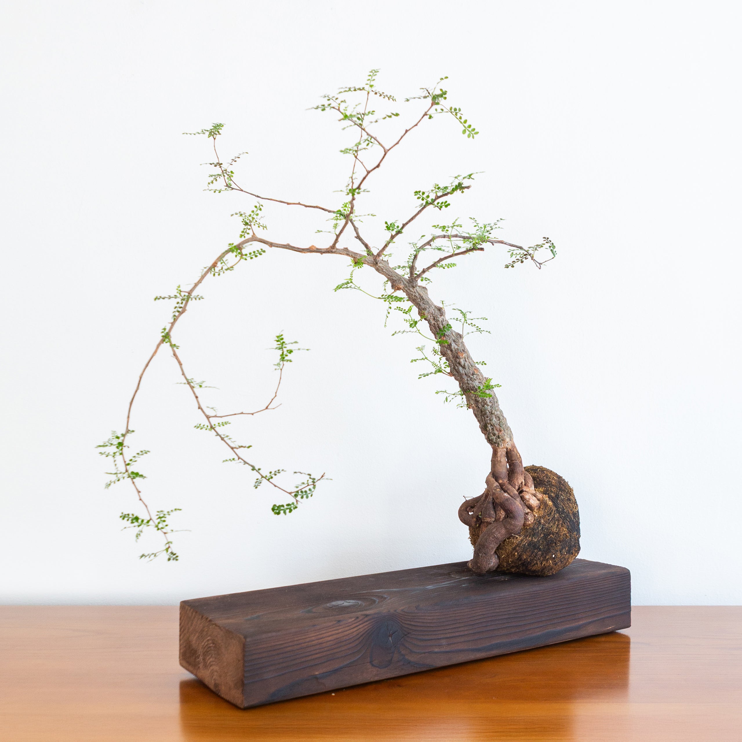 Alejandro Bataille | Elephant Tree Kokedama