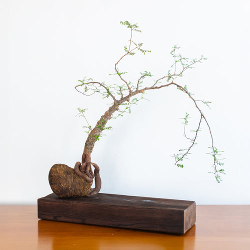 Alejandro Bataille | Elephant Tree Kokedama