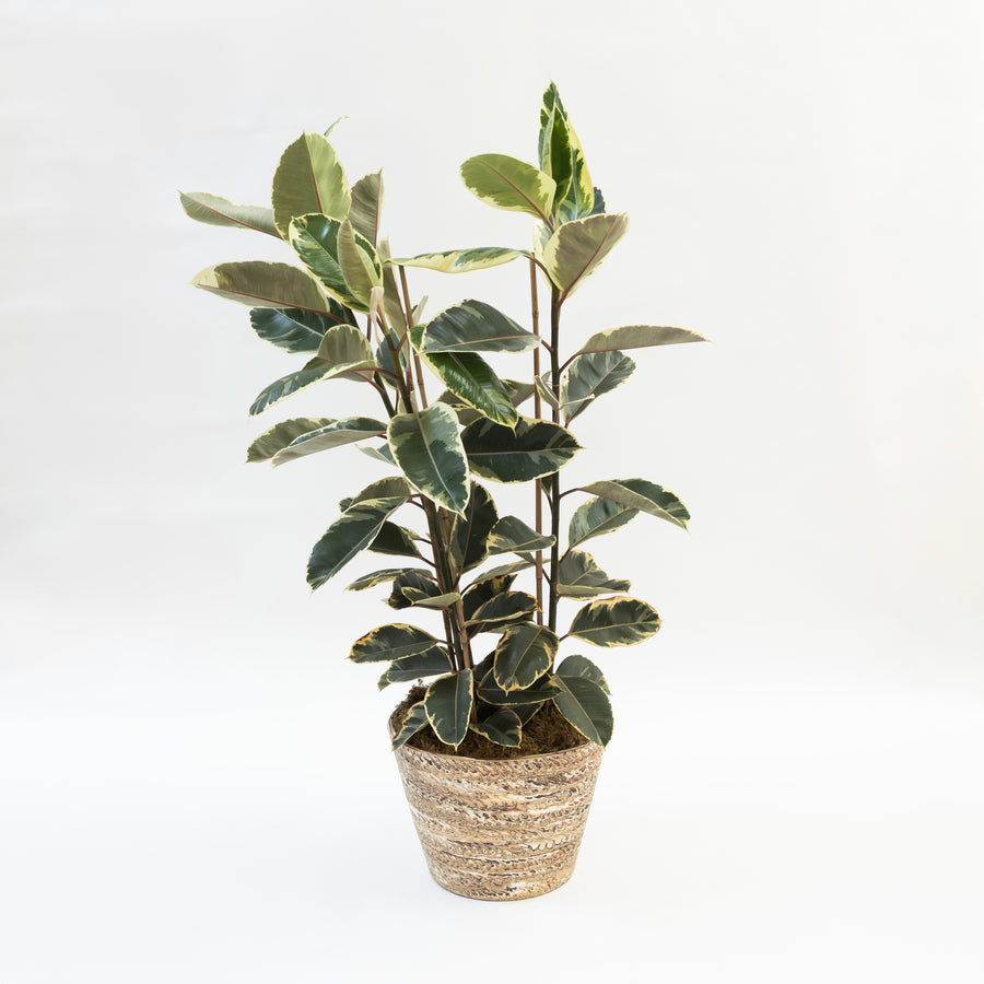 Hyunuko | V-Shaped Mongi Planter
